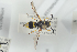  (Ancistrocerus parietum - HYMNI238)  @14 [ ] CreativeCommons - Attribution Non-Commercial Share-Alike (2014) Arnstein Staverlokk Norwegian Institute of Nature Research