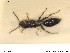  (Bethylus sp - HYMNI348)  @12 [ ] CreativeCommons - Attribution Non-Commercial Share-Alike (2014) Arnstein Staverlokk Norwegian Institute of Nature Research