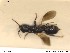  (Bethylus nitidus - HYMNI356)  @12 [ ] CreativeCommons - Attribution Non-Commercial Share-Alike (2014) Arnstein Staverlokk Norwegian Institute of Nature Research