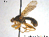 ( - HymVM292)  @11 [ ] Creative Commons  Attribution Non-Commercial Share-Alike (2020) NTNU University Museum, Department of Natural History NTNU University Museum, Department of Natural History