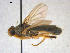  (Norellisoma armipes - HymVM294)  @11 [ ] Creative Commons  Attribution Non-Commercial Share-Alike (2020) NTNU University Museum, Department of Natural History NTNU University Museum, Department of Natural History