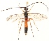  (Thrybius sp - NHMO-ENT-645900)  @11 [ ] cc-by-nc-sa (2023) Unspecified University of Oslo, Natural History Museum