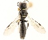  (Crossocerus sp - NHMO-ENT-645929)  @11 [ ] cc-by-nc-sa (2023) Unspecified University of Oslo, Natural History Museum