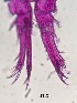  ( - 0125.1)  @11 [ ] Creative Commons BY NC SA (2022) University of Bergen Natural History Collections