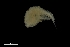  ( - 0126.1)  @11 [ ] Creative Commons BY NC SA (2022) University of Bergen Natural History Collections