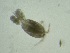  (Cyclopinidae - 0152.1)  @11 [ ] Creative Commons BY NC SA (2021) University of Bergen Natural History Collections