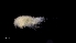  ( - 0155.1)  @11 [ ] Creative Commons BY NC SA (2020) University of Bergen Natural History Collections