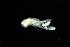  ( - 0175.1)  @11 [ ] Creative Commons BY NC SA (2022) University of Bergen Natural History Collections