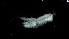  ( - 0182.1)  @11 [ ] Creative Commons BY NC SA (2020) University of Bergen Natural History Collections