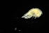 ( - 0243.1)  @11 [ ] Creative Commons BY NC SA (2022) University of Bergen Natural History Collections