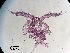  ( - 0270.1)  @11 [ ] Creative Commons BY NC SA (2022) University of Bergen Natural History Collections