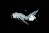  ( - 0273.1)  @11 [ ] Creative Commons BY NC SA (2022) University of Bergen Natural History Collections