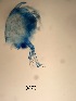  ( - 0273.1)  @11 [ ] Creative Commons BY NC SA (2022) University of Bergen Natural History Collections