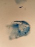  ( - 0273.1)  @11 [ ] Creative Commons BY NC SA (2022) University of Bergen Natural History Collections