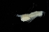  ( - 0277.1)  @11 [ ] Creative Commons BY NC SA (2022) University of Bergen Natural History Collections