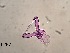 ( - 0297.1)  @11 [ ] Creative Commons BY NC SA (2022) University of Bergen Natural History Collections