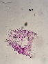  ( - 0297.1)  @11 [ ] Creative Commons BY NC SA (2022) University of Bergen Natural History Collections