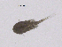  (Euryte longicauda - 0534.1)  @11 [ ] Creative Commons BY NC SA (2022) University of Bergen Natural History Collections