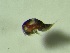  ( - 0765.1)  @11 [ ] Creative Commons BY NC SA (2021) University of Bergen Natural History Collections