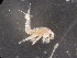  ( - 0830.1)  @11 [ ] Creative Commons BY NC SA (2020) University of Bergen Natural History Collections