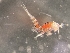  ( - 0850B.1)  @11 [ ] Creative Commons BY NC SA (2047) University of Bergen Natural History Collections