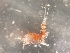  ( - 0850C.1)  @11 [ ] Creative Commons BY NC SA (2048) University of Bergen Natural History Collections