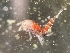  ( - 0859.1)  @11 [ ] Creative Commons BY NC SA (2021) University of Bergen Natural History Collections