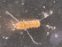  ( - 0863B.1)  @11 [ ] Creative Commons BY NC SA (2021) University of Bergen Natural History Collections