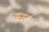  ( - 0873.1)  @11 [ ] Creative Commons BY NC SA (2021) University of Bergen Natural History Collections