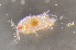  ( - 0875.1)  @11 [ ] Creative Commons BY NC SA (2021) University of Bergen Natural History Collections