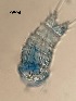  ( - 0894.1)  @11 [ ] Creative Commons BY NC SA (2022) University of Bergen Natural History Collections