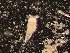  (Zosimeidae - 0915.1)  @11 [ ] Creative Commons BY NC SA (2022) University of Bergen Natural History Collections