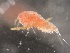  ( - 0960.1)  @11 [ ] Creative Commons BY NC SA (2022) University of Bergen Natural History Collections