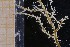  (Ptychogena crocea - HYBNO_024)  @11 [ ] CreativeCommons - Attribution Non-Commercial Share-Alike (2017) Luis Martell University Museum of Bergen, Natural History Collections