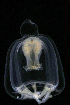  ( - HYPNO_007)  @11 [ ] CreativeCommons - Attribution Non-Commercial Share-Alike (2015) Aino Hosia University Museum of Bergen, Natural History Collections