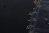  ( - HYPNO_029)  @11 [ ] CreativeCommons - Attribution Non-Commercial Share-Alike (2015) Aino Hosia University Museum of Bergen, Natural History Collections