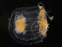  ( - HYPNO_235)  @11 [ ] CreativeCommons - Attribution Non-Commercial Share-Alike (2016) Aino Hosia University Museum of Bergen, Natural History Collections