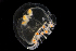  ( - HYPNO_237)  @11 [ ] CreativeCommons - Attribution Non-Commercial Share-Alike (2016) Aino Hosia University Museum of Bergen, Natural History Collections