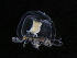  ( - HYPNO_250)  @11 [ ] CreativeCommons - Attribution Non-Commercial Share-Alike (2016) Aino Hosia University Museum of Bergen, Natural History Collections