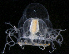  ( - HYPNO_292)  @11 [ ] CreativeCommons - Attribution Non-Commercial Share-Alike (2016) Aino Hosia University Museum of Bergen, Natural History Collections