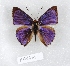  ( - CJM-13-2108)  @13 [ ] Copyright (2015) Chris Muller Australian Museum