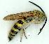  ( - gvc12126-1L)  @11 [ ] Copyright (2004) Unspecified Unspecified