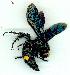  (Scolia sp - gvc12540-1L)  @11 [ ] Copyright (2004) Unspecified Unspecified