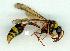  (Delta campaniforme - gvc13228-1L)  @14 [ ] Copyright (2004) Unspecified Unspecified