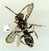  (Nomada australensis - gvc16176-1L)  @14 [ ] CreativeCommons - Attribution Non-Commercial (2010) Graeme V. Cocks Unspecified