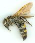  (Radumeris - gvc5942-1L)  @15 [ ] Copyright (2004) Unspecified Unspecified
