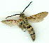  ( - gvc9287-1L)  @11 [ ] Copyright (2004) Unspecified Unspecified