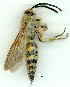  ( - gvc9288-1L)  @11 [ ] Copyright (2004) Unspecified Unspecified