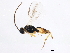  ( - gvc17196-1L)  @13 [ ] CreativeCommons - Attribution (2012) CBG Photography Group Centre for Biodiversity Genomics