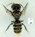  (Megachile turneri - gvc17720-1L)  @13 [ ] CreativeCommons - Attribution Non-Commercial (2011) Graeme V. Cocks Unspecified